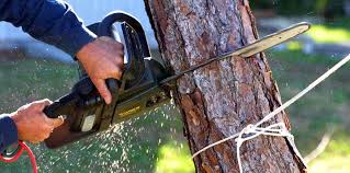 Best Root Management and Removal  in East Quogue, NY