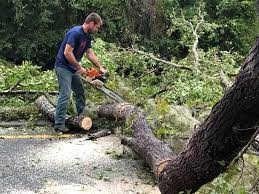 How Our Tree Care Process Works  in  East Quogue, NY