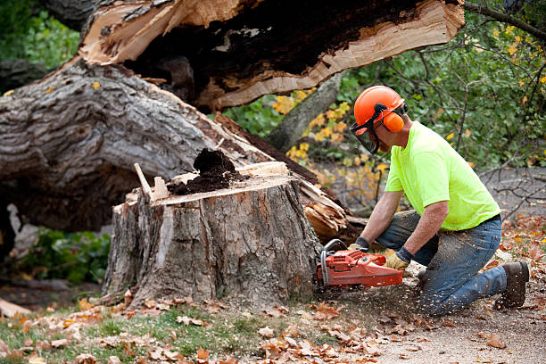 Best Root Management and Removal  in East Quogue, NY