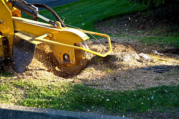 Best Utility Line Clearance  in East Quogue, NY