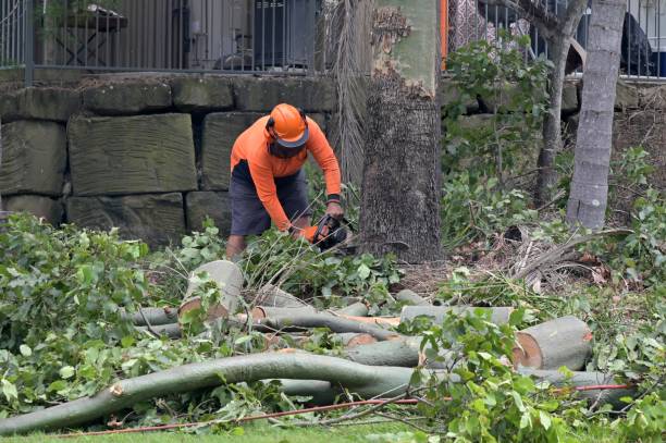 Best Tree Preservation Services  in East Quogue, NY