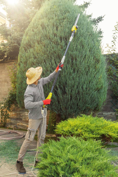 Best Tree and Shrub Care  in East Quogue, NY